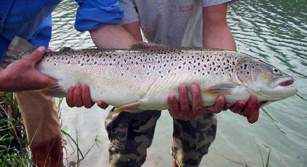 The stock is mainly reared on site. 