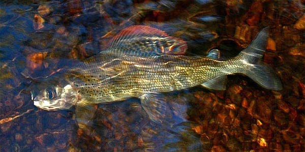 Guided Fishing is included in all our packages