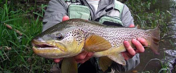 Our Pyrenees fishing is on the magnificent Gave de Oloron