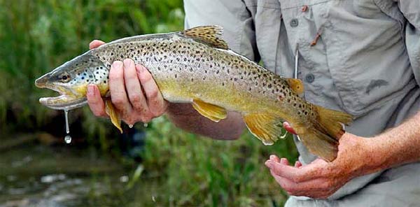 Madison River Brown Trout