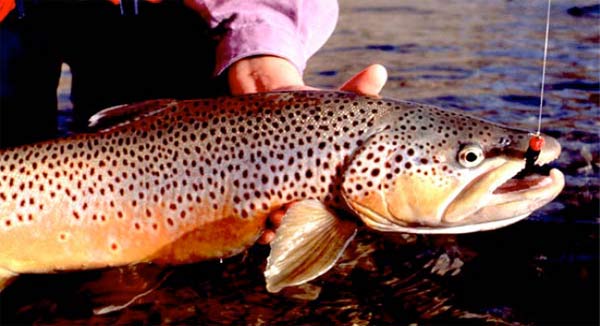 Smith River Brown Trout