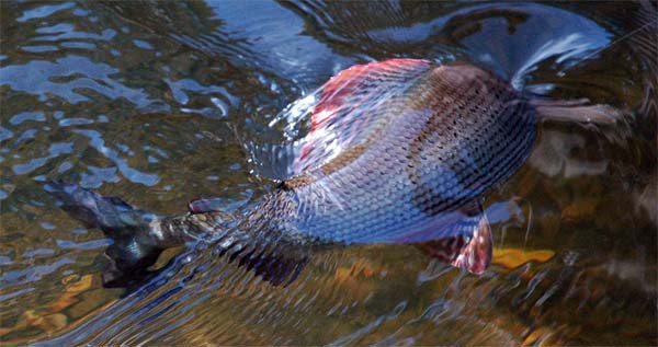 Grayling in Autumn Chalkstreams