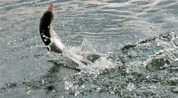 English still waters are renown for the quality of their fish stocks