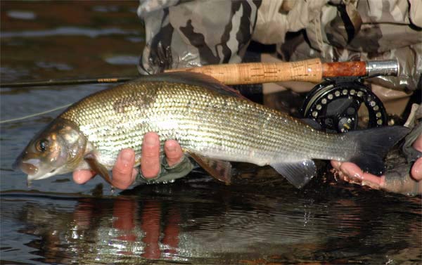 The Wye provides some of the best Grayling fishing